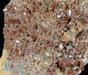 Red Vanadinite Crystal Cluster - BIG CRYSTALS! #39163-1